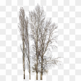 Canoe Birch, HD Png Download - winter tree png