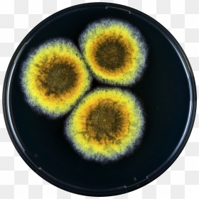 Aspergillus Cibarius Yes - Circle, HD Png Download - yes png