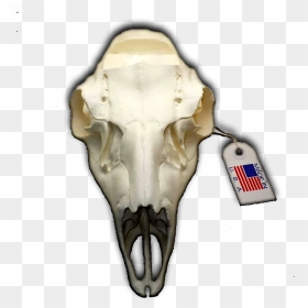 Mule Deer European Replica Skull Mount ” With Notched - Replica European Camo Deer Skull, HD Png Download - deer skull png