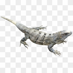 Iguana Png, Transparent Png - iguana png