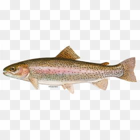 Lake Trout Png - Cutbow Trout Vs Rainbow Trout, Transparent Png - trout png