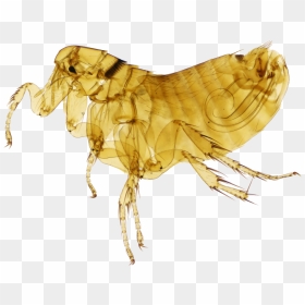 Ceratophyllus Fionnus, HD Png Download - flea png