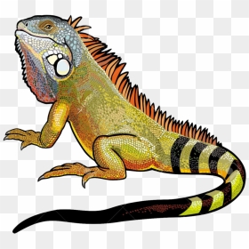 Download Amazing High-quality Latest Png Images Transparent - Iguana Illustration, Png Download - iguana png