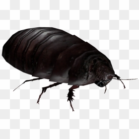 Giant Burrowing Cockroach - Dung Beetle, HD Png Download - flea png
