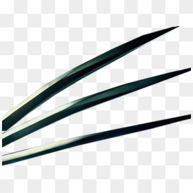 Transparent Wolverine Claws, HD Png Download - wolverine claws png
