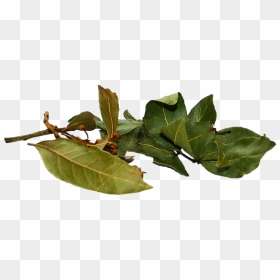Walking Stick Insect, HD Png Download - laurels png