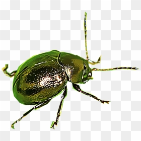 Flea Beetles Png , Png Download - Flea Beetle Transparent Background, Png Download - flea png