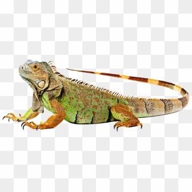 Iguana Clipart Colorful - Transparent Background Iguana Clipart, HD Png Download - iguana png