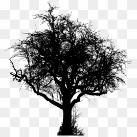 Plant,blackandwhite,tree - Portable Network Graphics, HD Png Download - winter tree png