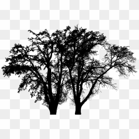 Tree Trunk Branch Winter - Silhouette Winter Tree Png, Transparent Png - winter tree png