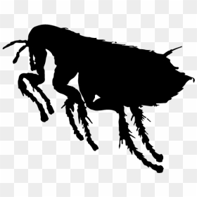 Drawing Insect Flea - Dog Fleas, HD Png Download - flea png