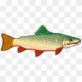 Picture Of Milk Picture Of Meat Picture Of Fish - Trout Clipart, HD Png Download - trout png