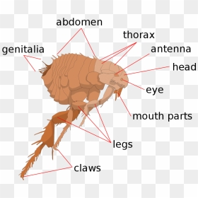 Thorax Of A Tick, HD Png Download - flea png