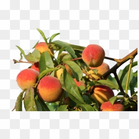 Peach Tree Png, Transparent Png - peaches png