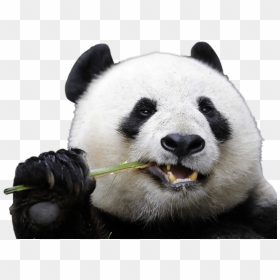 Eating Panda - Panda Without Black Spots Around Eyes, HD Png Download - eating png