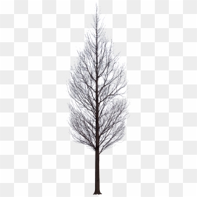 A Tree In Winter, Png V, Transparent Png - winter tree png