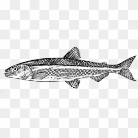 Smelt Clipart, HD Png Download - trout png