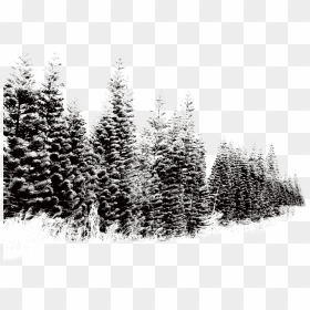 Pine Tree Png Snow - Snow Winter Trees Png, Transparent Png - winter tree png
