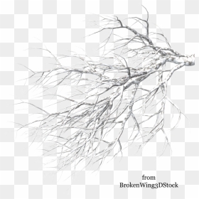 A Tree In Winter, Backgrounds V - Winter Tree Branch Hd Png, Transparent Png - winter tree png