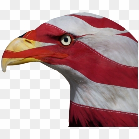 Usa, United States, Freedom, Bald Eagle, Patriotic - Agukla De Los Estados Unidos, HD Png Download - patriotic png