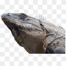Thumb Image - Marine Iguanas Transparent, HD Png Download - iguana png