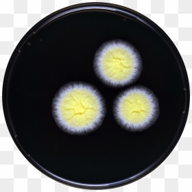 Aspergillus Tonophilus Yes - Circle, HD Png Download - yes png