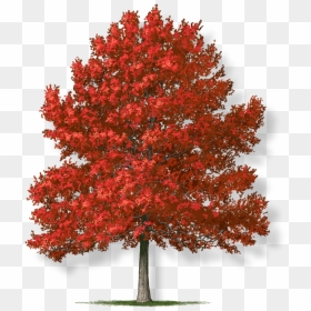 Fall Tree Png, Transparent Png - fall tree png