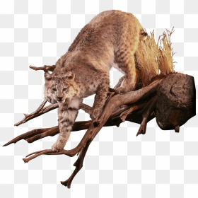 Bobcat Lurches In Tree Taxidermy - Dog Catches Something, HD Png Download - bobcat png