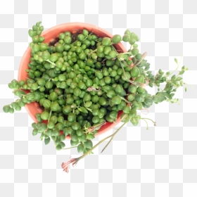 Snap Pea, HD Png Download - string of pearls png