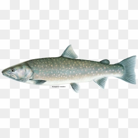 Illustration Of A Bull Trout - Different Types Of Trout, HD Png Download - trout png