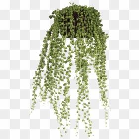 String Of Pearls - Hanging Flower Pots Png, Transparent Png - string of pearls png