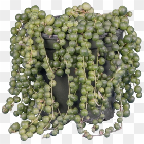 Senecio Rowleyanus - Seedless Fruit, HD Png Download - string of pearls png