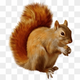 Squirrel Eating - Transparent Background Squirrel Png, Png Download - eating png