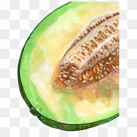 Inktober 2018 Cantaloupe Png - Honeydew, Transparent Png - cantaloupe png