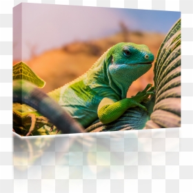 Fiji Banded Iguana , Png Download - Common Iguanas, Transparent Png - iguana png