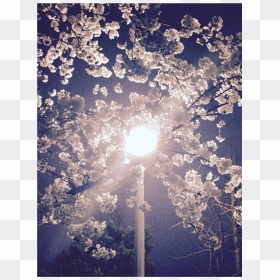 Tree, HD Png Download - sun lens flare png