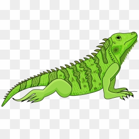 Iguana Clipart, HD Png Download - iguana png