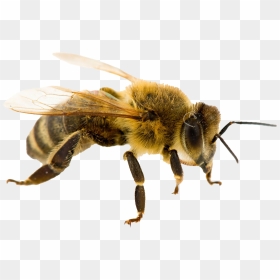 Bee Queen Png No Background - Real Life Queen Bee, Transparent Png - honey bee png