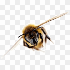 New Zealand Honey Bee , Png Download - Bee Reference, Transparent Png - honey bee png