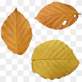 Autumn Png Leaf - Dry Leaf Png, Transparent Png - autumn png