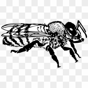 Honey Bee Png Icons, Transparent Png - honey bee png