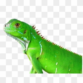 Рептилия Png, Transparent Png - iguana png