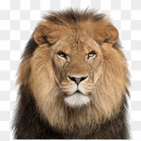 Lion Face White Background , Png Download - Transparent Lion Face Png, Png Download - lion face png