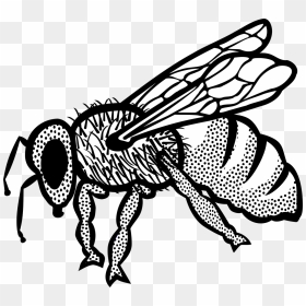 Honey Bee Clip Art - Arı Çizimi, HD Png Download - honey bee png