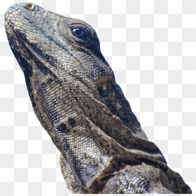 Iguana-lizard - Wrinkly Lizard, HD Png Download - iguana png