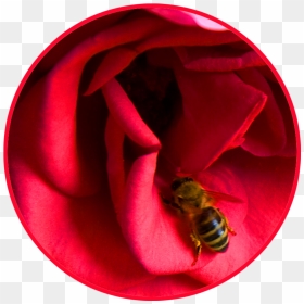 Red Rose Cirkle Honey Bee - Bee On A Rose, HD Png Download - honey bee png