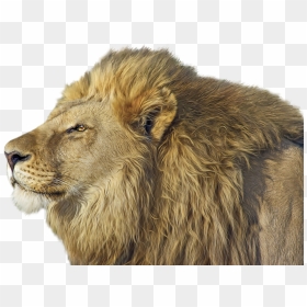 Lion Png Transparent Image - Lion Png Transparent, Png Download - lion face png