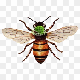 Honey Bee Png Download - Honey Bee, Transparent Png - honey bee png