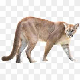 Puma / Mountain Lion / Puma - Mountain Lion Transparent Background, HD Png Download - mountain lion png