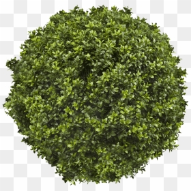 Transparent Topiary Png, Png Download - trees top view png